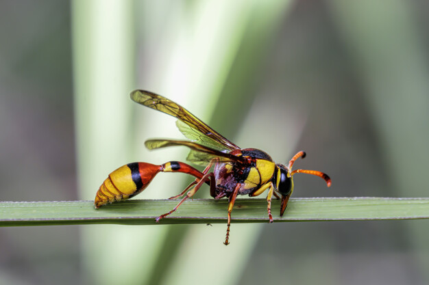 Abelhas matam cavalo em Cerro Largo